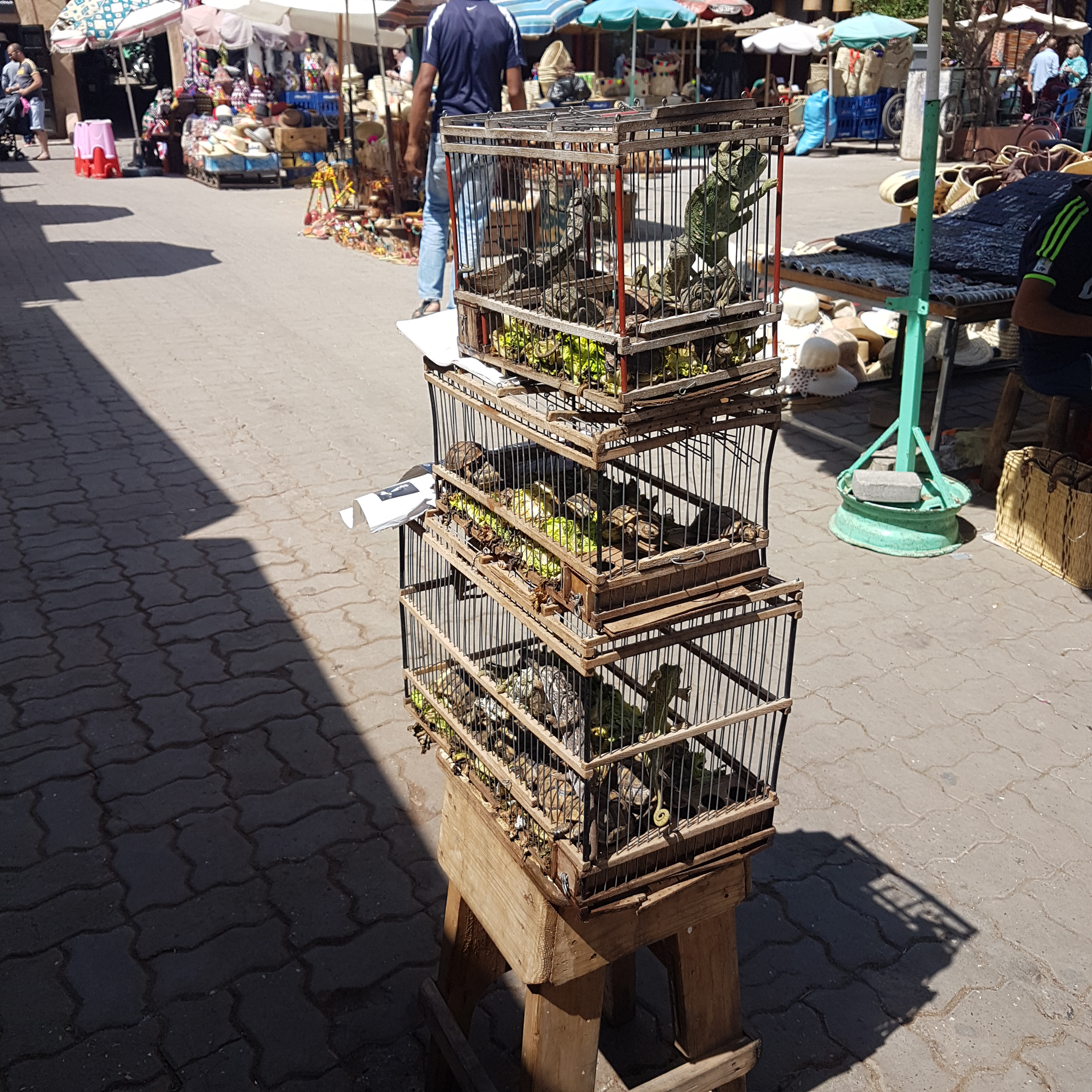 f10-3_morocco_marrakech_animals_underthesun